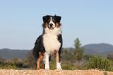 BERGER AUSTRALIEN 106